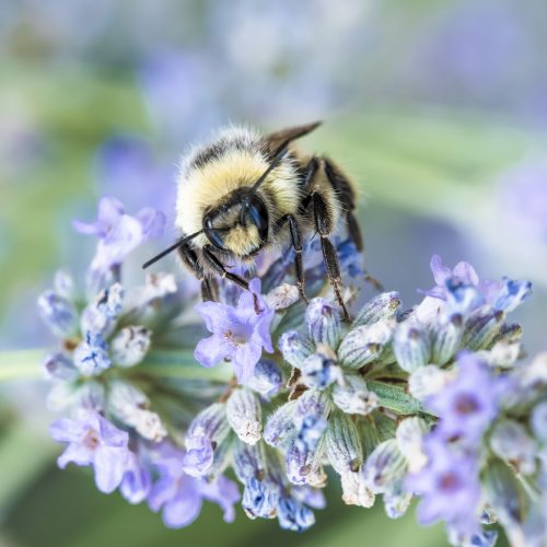 Bee on Lavender ©Jon Kempner Photography