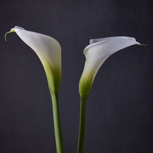 call lilies II - jon kempner photography
