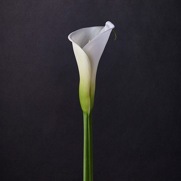 calla lilies 1 - jon kempner photography
